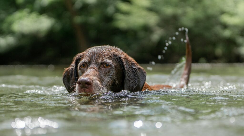 chiens nageurs