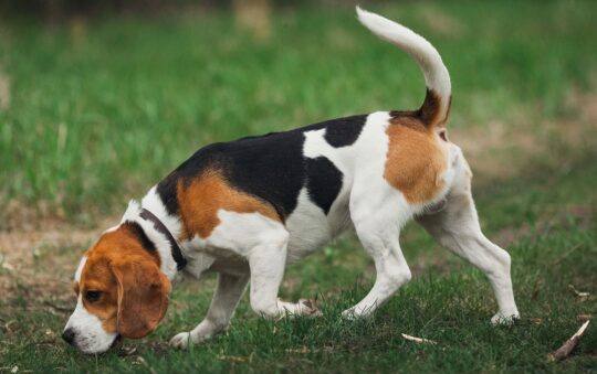 Races de chiens de chasse: le top 6