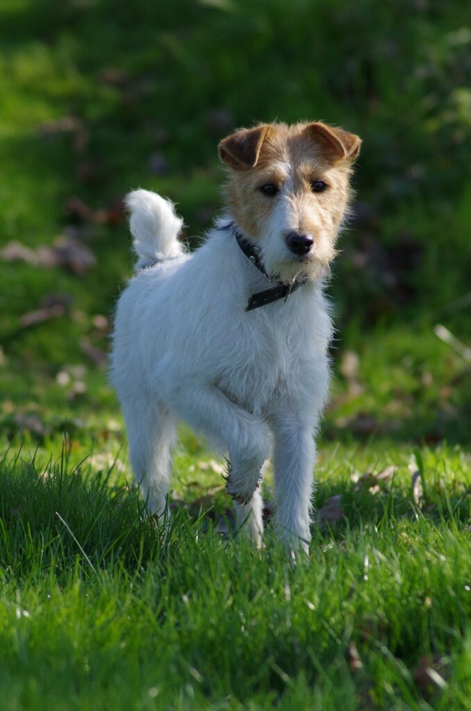 chiens de chasse