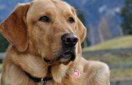 Top 6 des races de chiens aux oreilles tombantes