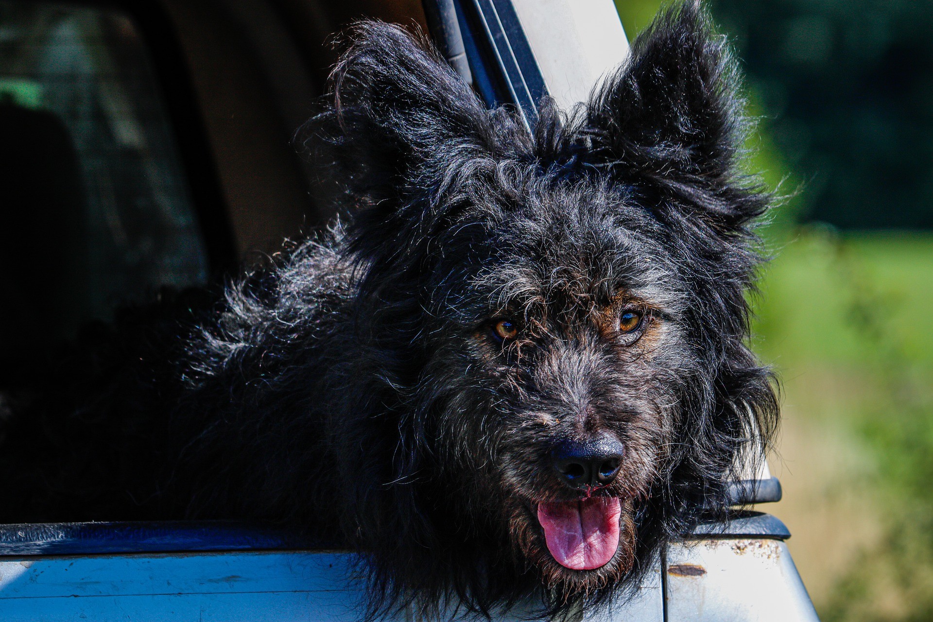 Races de chiens rares et mystérieuses: le top 6