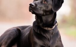 Top 5 des plus belles races de chiens noirs