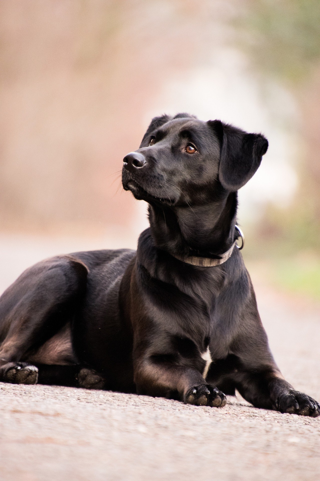 Top 5 des plus belles races de chiens noirs