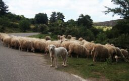Les 5 meilleures races de chiens de garde de bétails