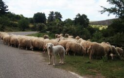 Les 5 meilleures races de chiens de garde de bétails