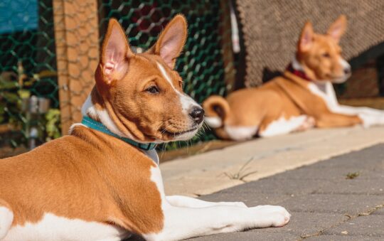 Top 6 des races de chiens qui n’aboient pas