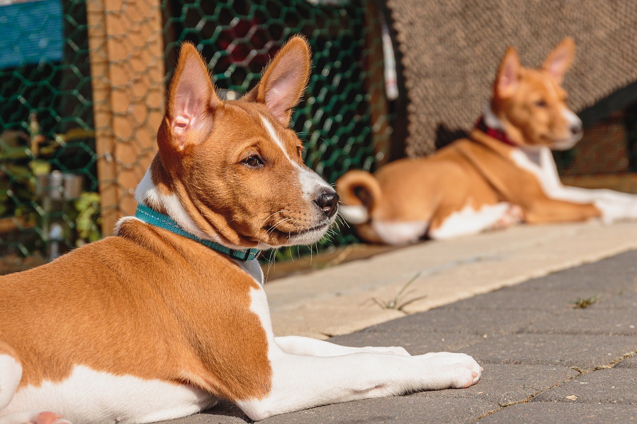 Top 6 des races de chiens qui n’aboient pas